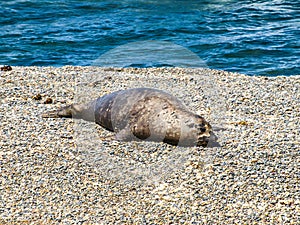 An little Elephant seal resting on the beach photo