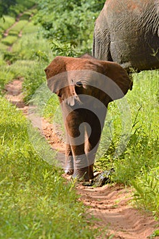 Little elephant walking trunk up