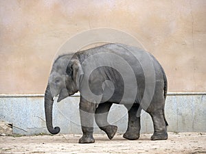 Little elephant a walks one summer day