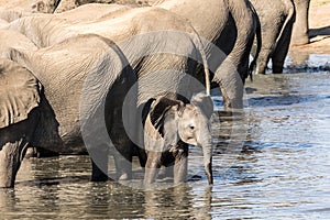 The little elephant wants to go his own way