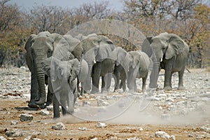 Little elephants leading the herd