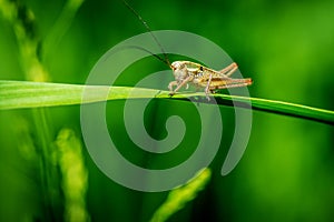 Little Ensifera on grass