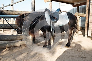 Little equine pony horse on a farmhouse