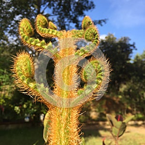Cactus fractal plant with spiral shape photo