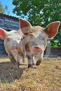 Little European pigs outside at a farm