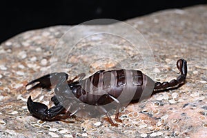 Little European Scorpion Euscorpius italicus