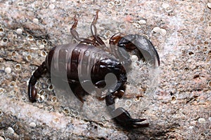 Little European Scorpion Euscorpius italicus