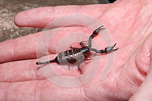 Little European Scorpion Euscorpius italicus On Hand photo