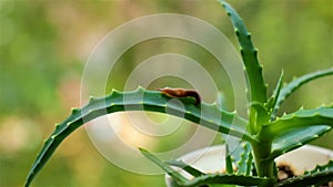 Little explorer Slug crawls on a leaf of aloe