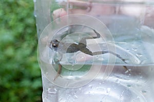 Little eyes of pretty green frog poking up out of the water in a container