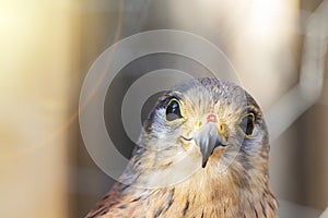 Little Falcon Sunny day. bird of prey, cheerful mood. smile