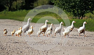 little family of yellow ducks crossing the road
