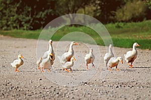 Little family of yellow ducks crossing the road