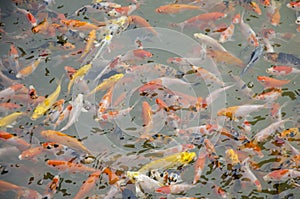 Little fancy carp or koi fish swimming and play in pond