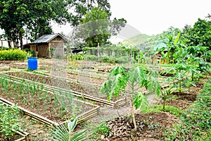 Little farming