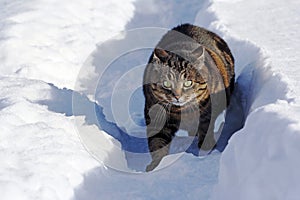 A little fat cat in the snow is scared and makes a funny pose