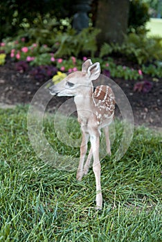 Little Fawn