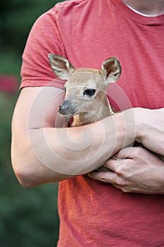 Little Fawn Closeup