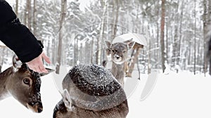 Little fawn eating food from human hands, animal park, nature reserve, winter, snow falling