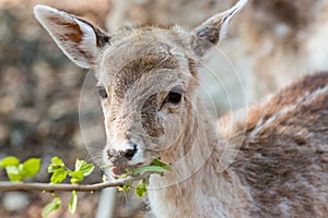 Little fawn eating leaves