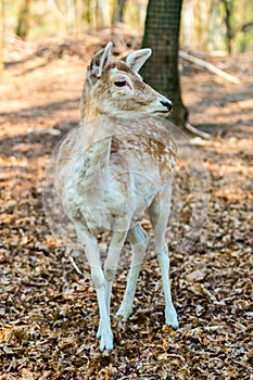 Little fawn in the forest