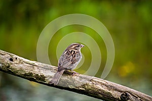 Little Female Sparrow on a wooden stump