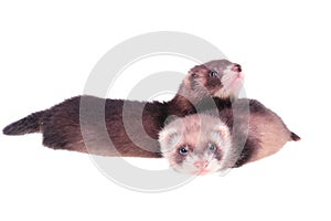 Little ferret babies