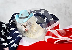 Little ferret on the USA flag background