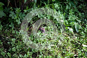 Little field mouse in a bush