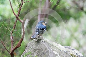 Little finch bird perched in a rock