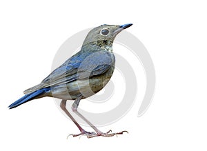 Little fine grey to pale blue with pink legs isolated on white background, female Siberian blue robin (Larvivora cyane