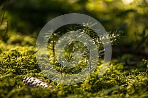 Little fir / pine growing in green moss into the woods