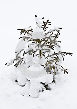 Little fir tree in snow