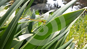 Little firefly nature green bird fly insect leaves bright beautiful