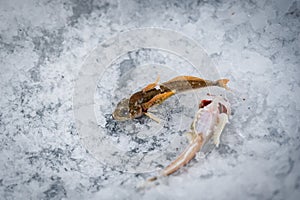 Little fish from baikal lake by winter