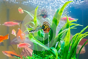 Little fish in fish tank or aquarium, gold fish, guppy and red f