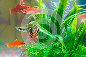 Little fish in fish tank or aquarium, gold fish, guppy and red f