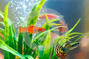 Little fish in fish tank or aquarium, gold fish, guppy and red f