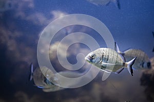 Little fish in a freshwater aquarium