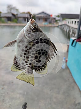 Little fish grabbed on the pond!