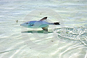 Little fish isla in mexico