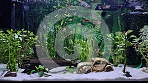 Little fish swimming in an aquarium with marine plants and an old toy car on the bottom