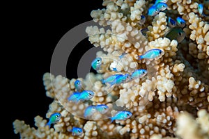 Little fishes hiding in a coral