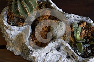 Little florarium fairy garden and miniature cacti potted in old sea shell on dark background, selective focus