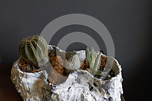 Little florarium fairy garden and miniature cacti potted in old sea shell on dark background, selective focus