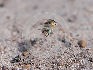 Little Flower Bee - Anthophora bimaculata flying low