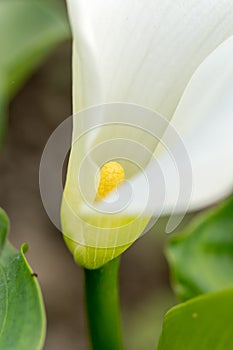 Little flower calla in the greenhouse