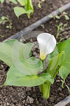 Little flower calla in the greenhouse