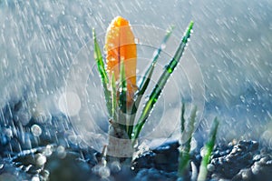 Little flower crocus in the spring rain