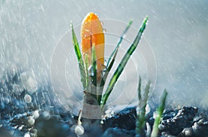 Little flower crocus in the spring rain